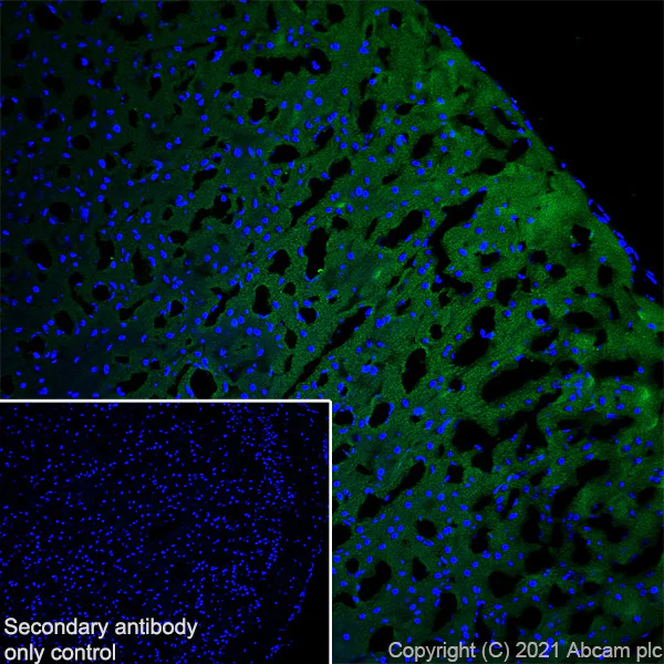 Immunohistochemistry (Frozen sections) - Anti-DNAJC5B antibody [EPR24152-62] (AB259867)