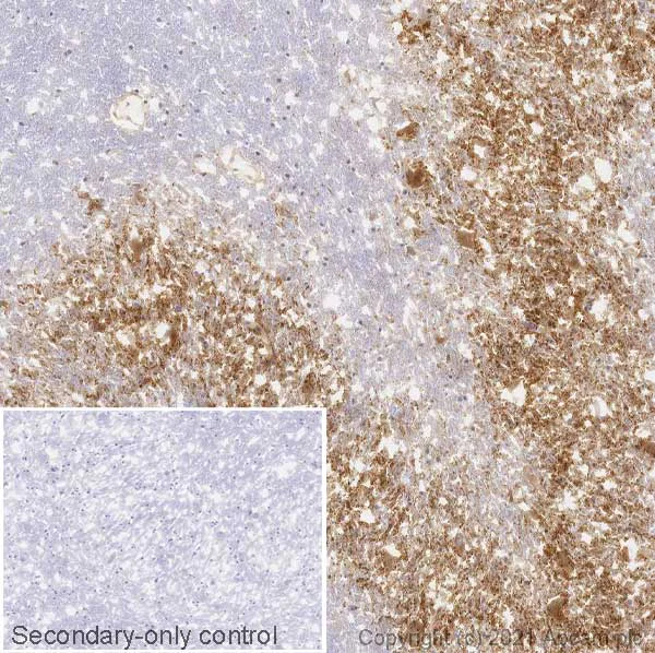 Immunohistochemistry (Frozen sections) - Anti-DNAJC5B antibody [EPR24152-62] (AB259867)
