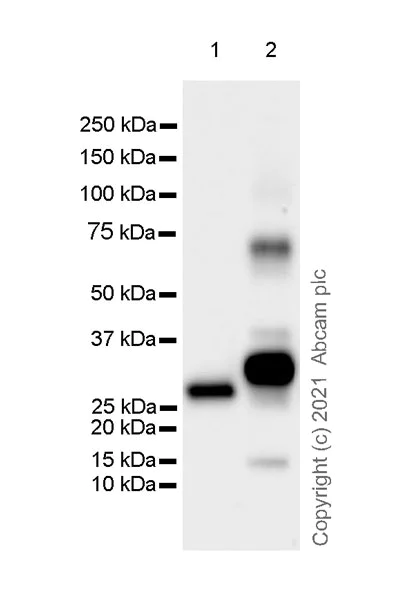 Western blot - Anti-DNAJC5B antibody [EPR24152-62] (AB259867)