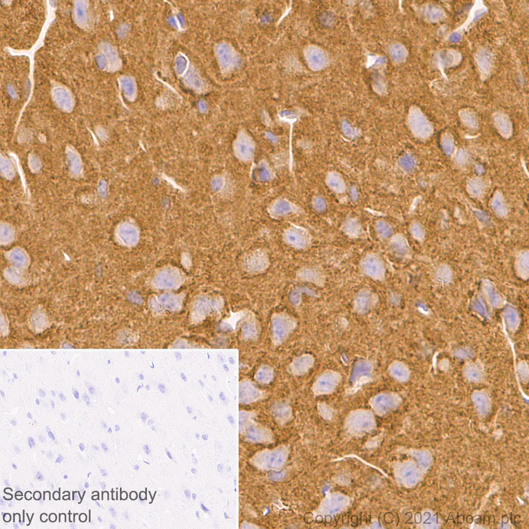 Immunohistochemistry (Formalin/PFA-fixed paraffin-embedded sections) - Anti-DNAJC5B antibody [EPR24152-62] - BSA and Azide free (AB281840)