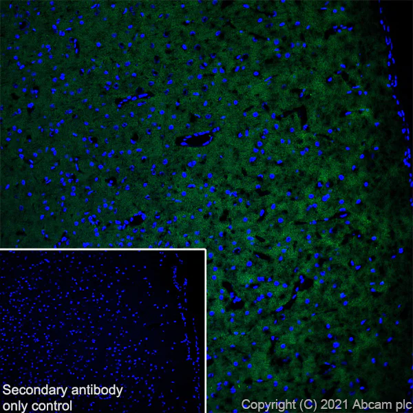 Immunohistochemistry (Frozen sections) - Anti-DNAJC5B antibody [EPR24152-62] - BSA and Azide free (AB281840)