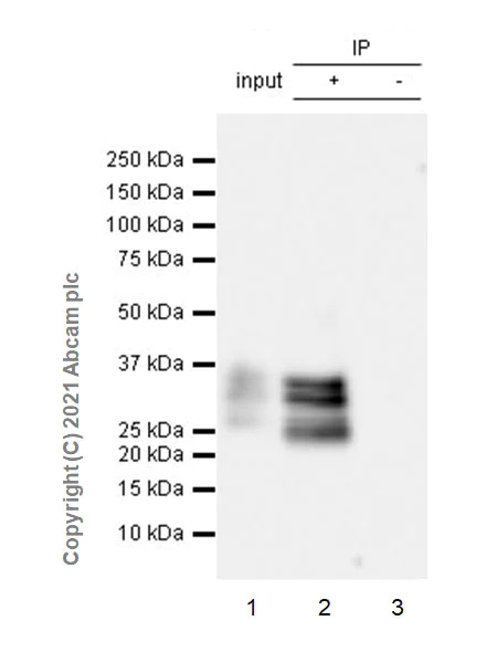 Immunoprecipitation - Anti-DNAJC5B antibody [EPR24152-62] - BSA and Azide free (AB281840)