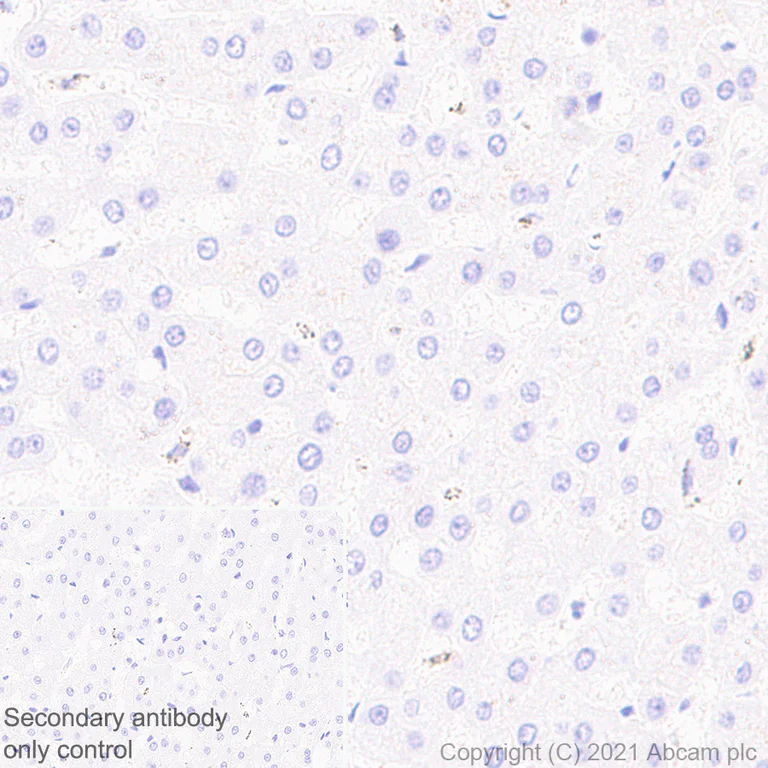 Immunohistochemistry (Formalin/PFA-fixed paraffin-embedded sections) - Anti-DNAJC6 antibody [EPR25332-124] (AB289711)