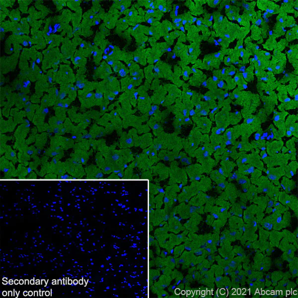 Immunohistochemistry (Frozen sections) - Anti-DNAJC6 antibody [EPR25332-124] (AB289711)