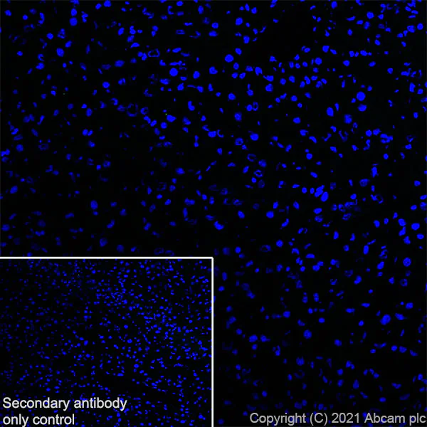 Immunohistochemistry (Frozen sections) - Anti-DNAJC6 antibody [EPR25332-124] (AB289711)