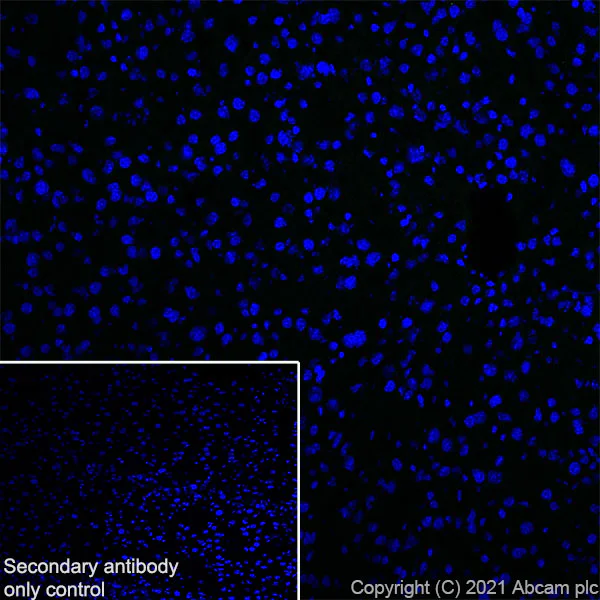 Immunohistochemistry (Frozen sections) - Anti-DNAJC6 antibody [EPR25332-124] (AB289711)