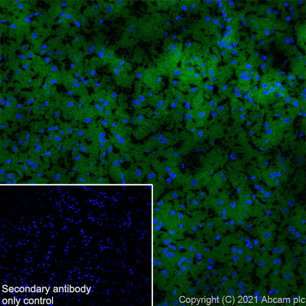 Immunohistochemistry (Frozen sections) - Anti-DNAJC6 antibody [EPR25332-124] - BSA and Azide free (AB289712)