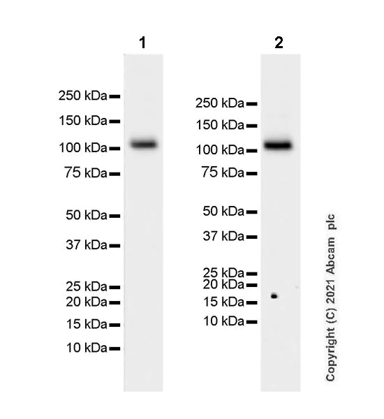 Western blot - Anti-DNAJC6 antibody [EPR25332-124] - BSA and Azide free (AB289712)