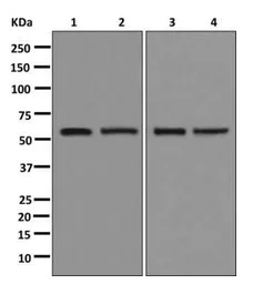 Western blot - Anti-DNAJC7 antibody [EPR13349] - BSA and Azide free (AB250129)