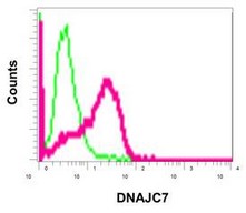 Flow Cytometry (Intracellular) - Anti-DNAJC7 antibody [EPR13349] - N-terminal (AB179830), expandable thumbnail
