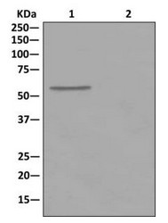 Immunoprecipitation - Anti-DNAJC7 antibody [EPR13349] - N-terminal (AB179830), expandable thumbnail