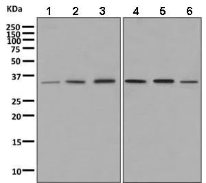 Western blot - Anti-DNAJC9 antibody [EPR9856] (AB166612)