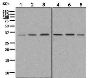 Western blot - Anti-DNAJC9 antibody [EPR9856] - BSA and Azide free (AB249352), expandable thumbnail