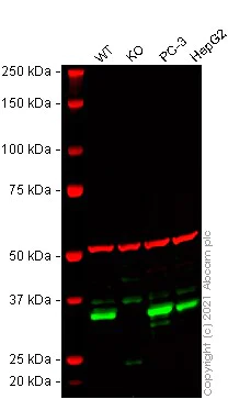 Western blot - Anti-DNAJC9 antibody [EPR9857] (AB150394)
