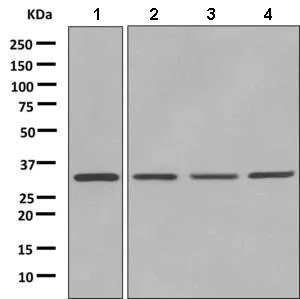 Western blot - Anti-DNAJC9 antibody [EPR9857] (AB150394)