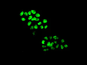 Immunocytochemistry/ Immunofluorescence - Anti-DNAJC9 antibody [EPR9857] - BSA and Azide free (AB248963)