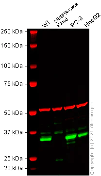 Western blot - Anti-DNAJC9 antibody [EPR9857] - BSA and Azide free (AB248963)