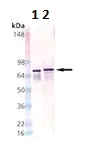 Western blot - Anti-DnaK antibody [8E2/2] (AB69617)