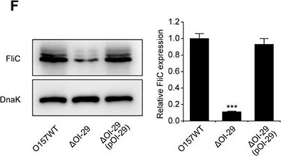 Western blot - Anti-DnaK antibody [8E2/2] (AB69617), expandable thumbnail