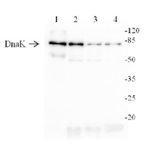 Western blot - Anti-DnaK antibody (AB80161)