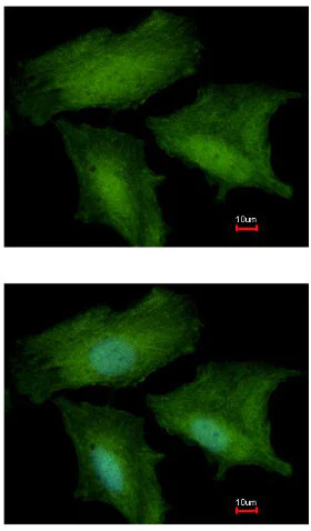 Immunocytochemistry/ Immunofluorescence - Anti-DNALI1 antibody (AB155490)