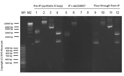 Immunoprecipitation - Anti-DNA:RNA hybrid antibody [S9.6] (AB234957)