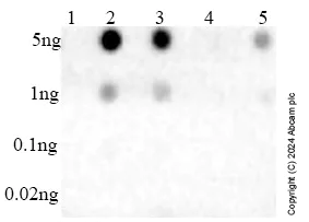 Dot Blot - Anti-DNA:RNA hybrid antibody [S9.6] - BSA and Azide free (AB256361)