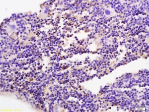 Immunohistochemistry (Formalin/PFA-fixed paraffin-embedded sections) - Anti-DNase gamma antibody (AB203669)