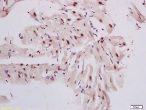 Immunohistochemistry (Formalin/PFA-fixed paraffin-embedded sections) - Anti-DNase gamma antibody (AB203669)
