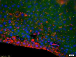Immunohistochemistry (Formalin/PFA-fixed paraffin-embedded sections) - Anti-DNase gamma antibody (AB203669)
