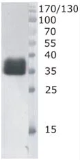 Western blot - Anti-DNase I antibody [6D5] (AB205567)