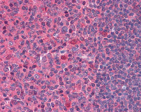 Immunohistochemistry (Formalin/PFA-fixed paraffin-embedded sections) - Anti-DNase I antibody (AB113241)