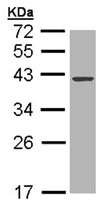 Western blot - Anti-DNase I antibody (AB113241)