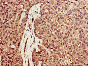 Immunohistochemistry (Formalin/PFA-fixed paraffin-embedded sections) - Anti-DNase I antibody (AB224617)