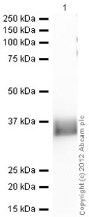 Western blot - Anti-DNase I antibody (AB97393)