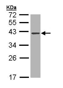 Western blot - Anti-DNase I antibody (AB97393)