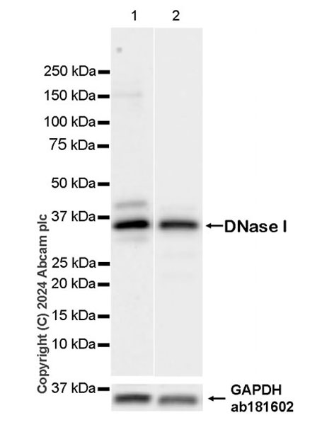 Western blot - Anti-DNase I antibody [EPR25941-20] (AB317683), expandable thumbnail