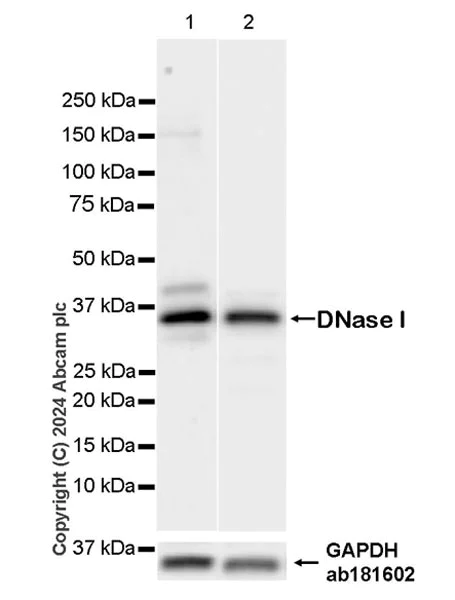 Western blot - Anti-DNase I antibody [EPR25941-20] - BSA and Azide free (AB317684)