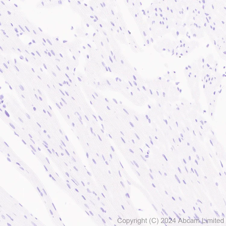 Immunohistochemistry (Formalin/PFA-fixed paraffin-embedded sections) - Anti-DNase I antibody [EPR28421-50] (AB321980)