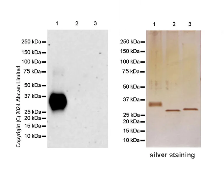 Western blot - Anti-DNase I antibody [EPR28421-50] (AB321980)
