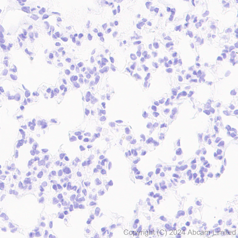 Immunohistochemistry (Formalin/PFA-fixed paraffin-embedded sections) - Anti-DNase I antibody [EPR28421-50] - BSA and Azide free (AB321981)