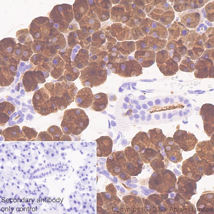 Immunohistochemistry (Formalin/PFA-fixed paraffin-embedded sections) - Anti-DNase I antibody [EPR28421-50] - BSA and Azide free (AB321981)