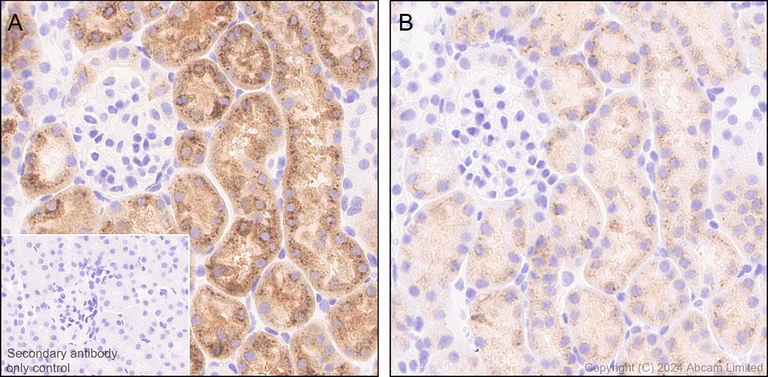 Immunohistochemistry (Formalin/PFA-fixed paraffin-embedded sections) - Anti-DNase I antibody [EPR28421-50] - BSA and Azide free (AB321981)