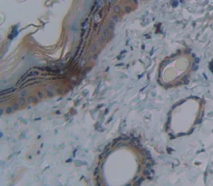 Immunohistochemistry (Formalin/PFA-fixed paraffin-embedded sections) - Anti-DNASE1L2/DHP1 antibody (AB231232)