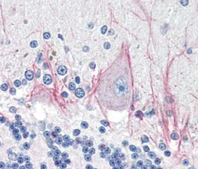 Immunohistochemistry (Formalin/PFA-fixed paraffin-embedded sections) - Anti-DNASE2 antibody (AB115233)