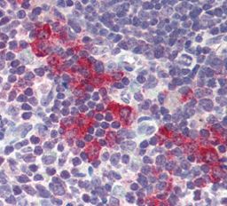 Immunohistochemistry (Formalin/PFA-fixed paraffin-embedded sections) - Anti-DNASE2 antibody (AB115233), expandable thumbnail