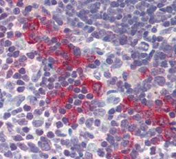 Immunohistochemistry (Formalin/PFA-fixed paraffin-embedded sections) - Anti-DNASE2 antibody (AB115233)