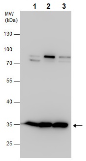 Western blot - Anti-Dnd1 antibody (AB226799)