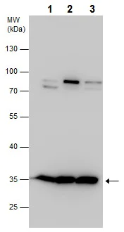 Western blot - Anti-Dnd1 antibody (AB226799)