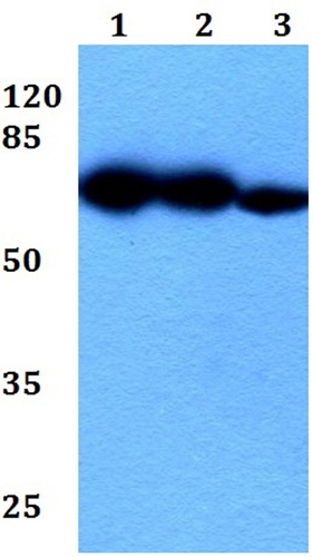 Western blot - Anti-DNER antibody (AB191913), expandable thumbnail